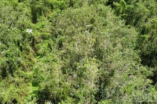The Spring Ecotourism Area seen from above, with a large and pristine green space.