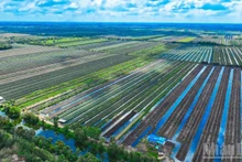 Pineapple raw material area in Dong Thap Muoi (Dong Thap province).