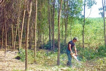 Thinning trees to create large timber forests according to FSC standards in Le Thuy, Quang Tri.