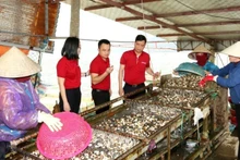 The Loan Hoan Cooperative for aquaculture, purchasing, and exporting seafood (Loc Ha, Ha Tinh) has had the opportunity to expand its production scale thanks to a loan from Agribank. 
