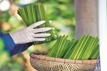 Viet Nam seeks solutions to promote green and sustainable marketing and consumption