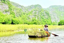 On Tam Coc fields, there are boats taking tourists for sightseeing, and the boats carry the joy of a golden harvest season.