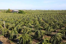 Many gardeners in Binh Thuan province use LED lights to grow dragon fruit.