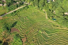 Pu Luong in the ripened rice season. (Photo: nhandan.vn)