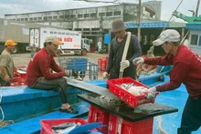 Connecting responsibilities between fishermen-fishing ports-traders is the key to helping Binh Dinh achieve high efficiency in the work of verifying the origin of aquatic products.