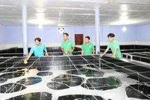 The technical department of a shrimp seed production enterprise in Ninh Thuan province checks the growth process of shrimp seeds during the nursery period.
