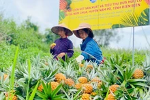 Ethnic minority households in Nam Chua commune, Nam Po district harvest pineapples.