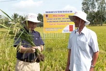 Farmers inspect the growth of rice plants. (Photo: VAN UT-TUNG ANH)