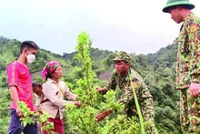 Border guards at Pa U Station (Lai Chau Province) guide people to plant fruit trees on sloping land.