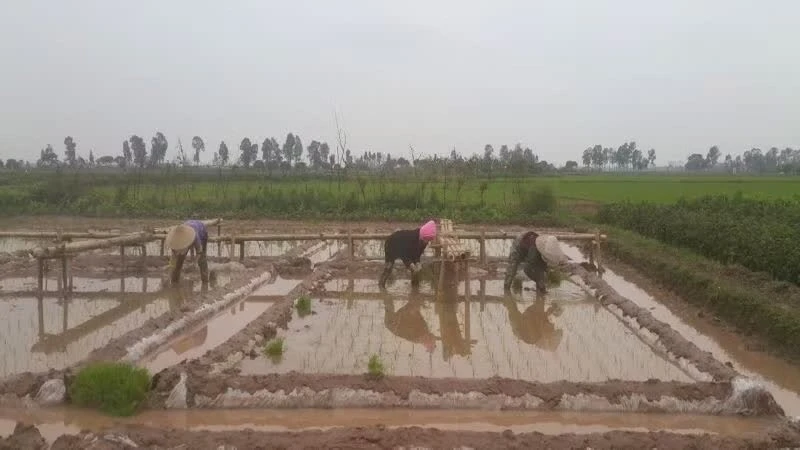 Agriculture, forestry and fisheries remain stable in first four months of 2026