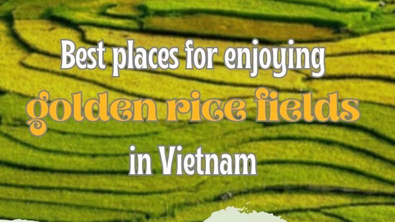 Goose Vallet Rice Infographic: Best places for enjoying Vietnam’s golden rice fields