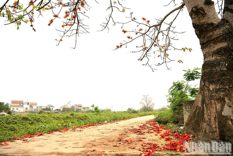 Standing silently at the village entrance, by the water wharf, or in the communal yard, Bombax trees serve as quiet witnesses to life in the northern countryside. Standing silently at the village entrance, by the water wharf, or in the communal yard, Bombax trees serve as quiet witnesses to life in the northern countryside.