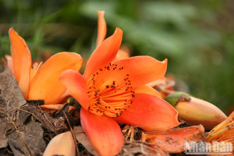 Petals touch the earth like little flames lining the roads, quietly preserving a sense of tranquillity amidst the flow of spring. Petals touch the earth like little flames lining the roads, quietly preserving a sense of tranquillity amidst the flow of spring.