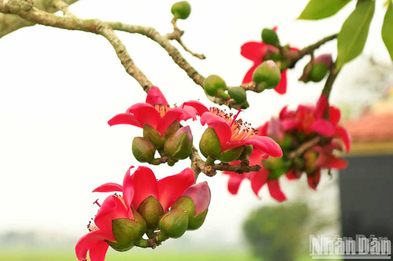 From the old trunks, brilliant red flower clusters burst into bloom. From the old trunks, brilliant red flower clusters burst into bloom.
