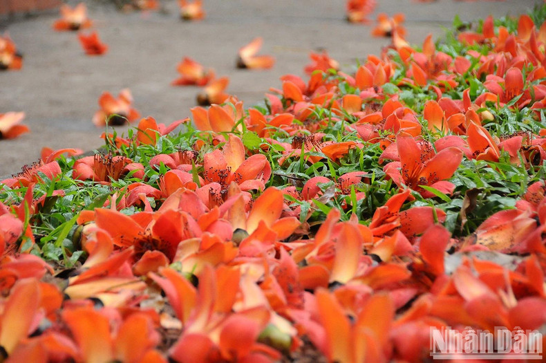 At the end of the third lunar month, the flowers fall, carpeting the ground under the old tree in scarlet, adding a radiant yet peaceful charm to the village scene. At the end of the third lunar month, the flowers fall, carpeting the ground under the old tree in scarlet, adding a radiant yet peaceful charm to the village scene.