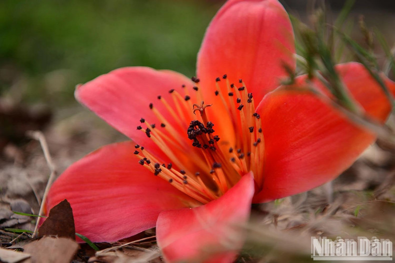 The red in the third lunar month is a bridge between spring and summer. The red in the third lunar month is a bridge between spring and summer.