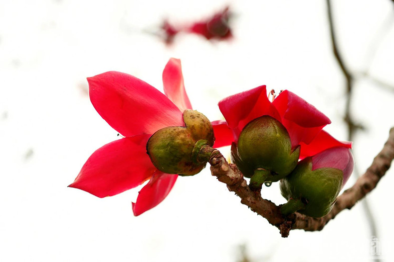Bombax flower season ignites the sky in the third lunar month. Bombax flower season ignites the sky in the third lunar month.