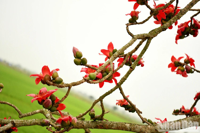 As spring fades and summer arrives, the Bombax tree sheds all its leaves, leaving behind bare branches that stretch out, painting the sky in red. As spring fades and summer arrives, the Bombax tree sheds all its leaves, leaving behind bare branches that stretch out, painting the sky in red.