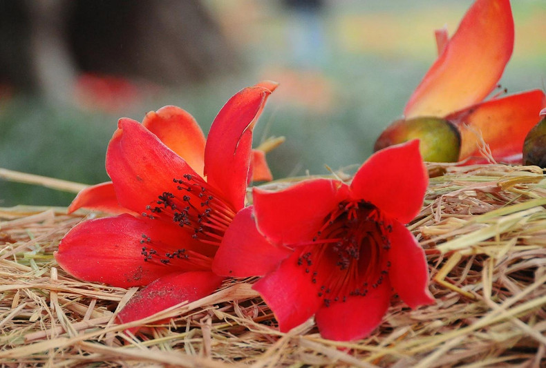The red colour in the countryside The red colour in the countryside