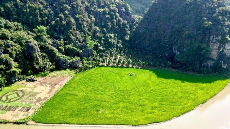 This year’s painting features intricate details and complex colour combinations, requiring the rice to be transplanted precisely as guided, with meticulous patching, pruning, care, and timely adjustments.