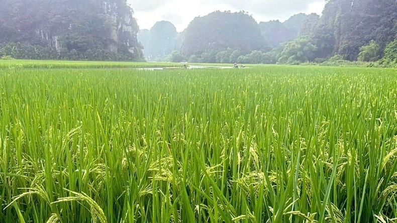 The Thai Xuyen rice variety selected for the large-scale artwork in Tam Coc is currently being carefully tended to ensure optimal growth.