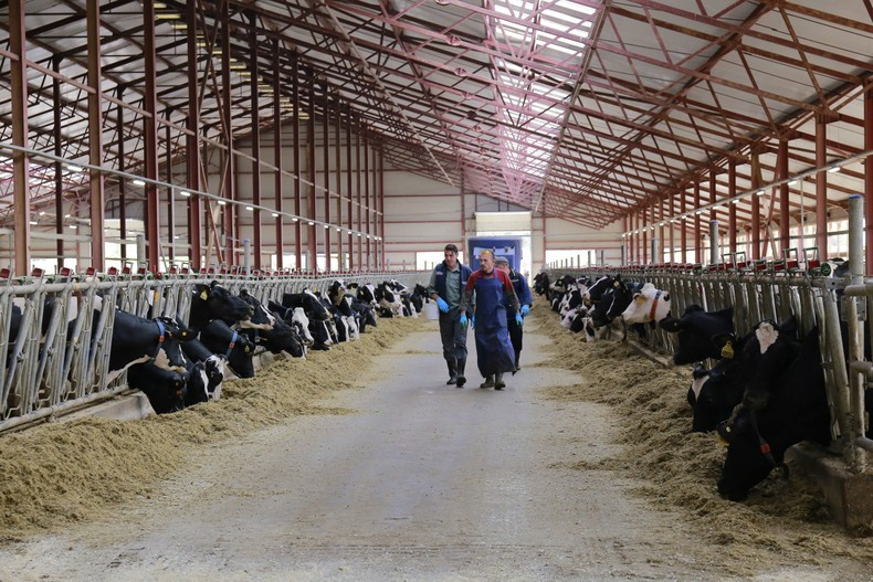 TH Group’s dairy farm in Kaluga.