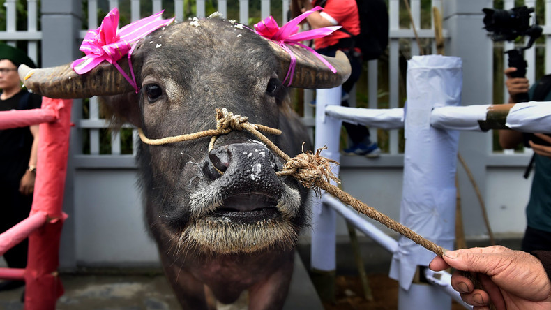 A buffalo that has completed the ritual. A buffalo that has completed the ritual.