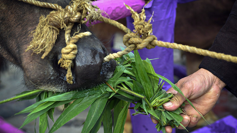 After the ritual, the buffaloes are fed a portion of the ceremonial offerings by the officiants. After the ritual, the buffaloes are fed a portion of the ceremonial offerings by the officiants.