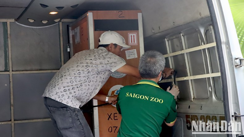 The red-crowned cranes are being loaded onto a transport vehicle en route to Tram Chim National Park. (Photo courtesy of Dong Thap Province’s Official Portal) The red-crowned cranes are being loaded onto a transport vehicle en route to Tram Chim National Park. (Photo courtesy of Dong Thap Province’s Official Portal)