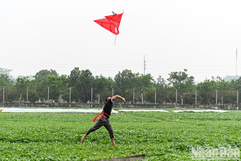 The competing kites on display at the festival.