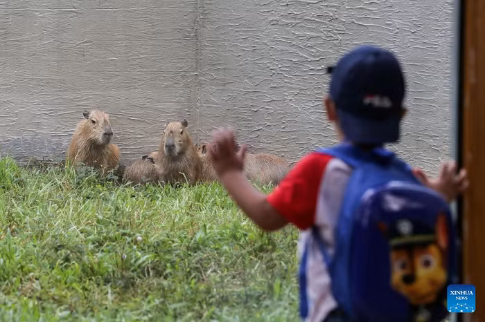 A boy looks at capybaras at the Manila Zoo in Manila, the Philippines, Nov. 21, 2022. The Manila Zoo was reopened to the public after a three-year hiatus as it underwent a complete renovation and served as a venue for the city's COVID-19 vaccination during the pandemic. (Photo: Xinhua) 