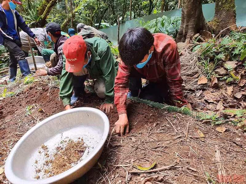 Discovering new planting season of “national treasure” Ngoc Linh ginseng ảnh 2