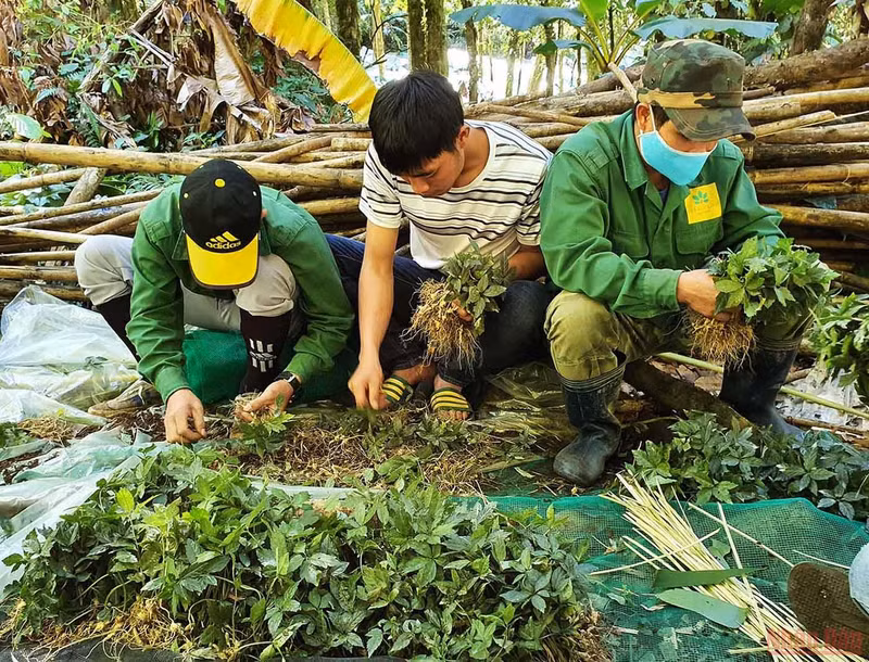 Discovering new planting season of “national treasure” Ngoc Linh ginseng ảnh 3