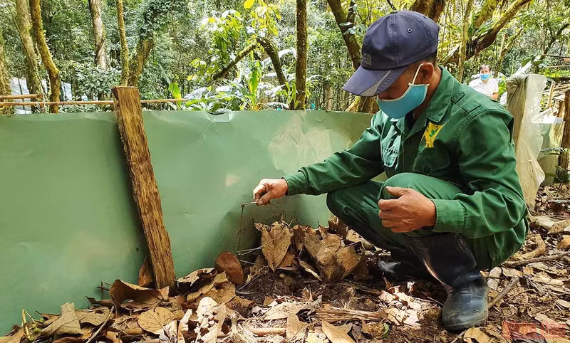 Discovering new planting season of “national treasure” Ngoc Linh ginseng ảnh 5