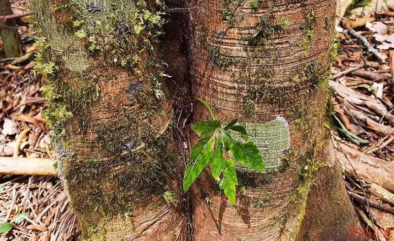 Discovering new planting season of “national treasure” Ngoc Linh ginseng ảnh 9