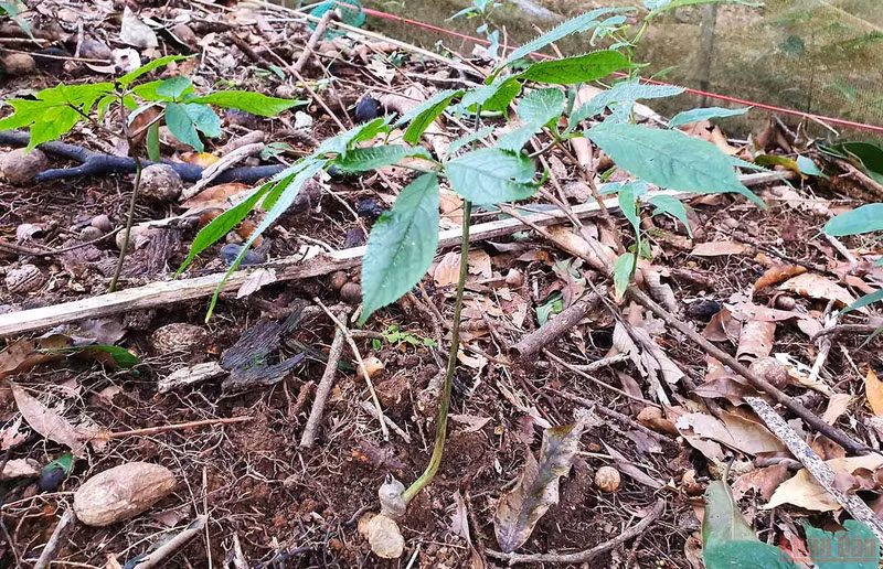 Discovering new planting season of “national treasure” Ngoc Linh ginseng ảnh 10