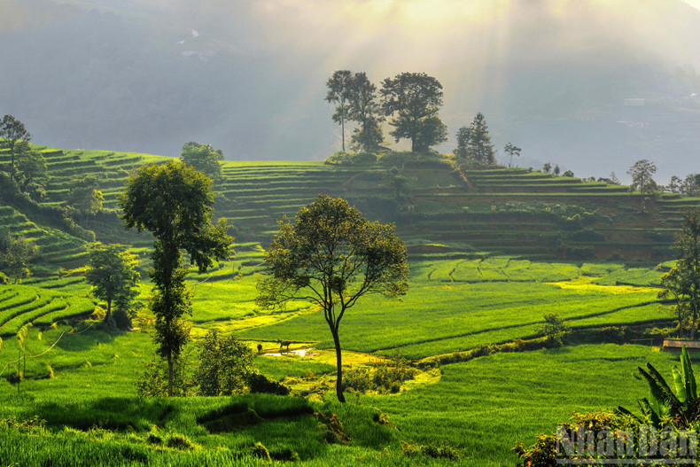 Fertile rice fields in Bat Xat, a result of both hard work and spiritual beliefs of the community. Fertile rice fields in Bat Xat, a result of both hard work and spiritual beliefs of the community.