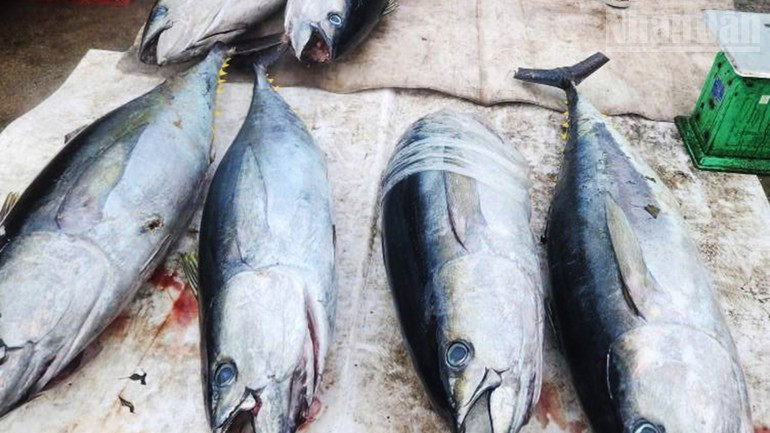 Gia Lai ocean tuna has become a renowned brand on the global stage. Gia Lai ocean tuna has become a renowned brand on the global stage.