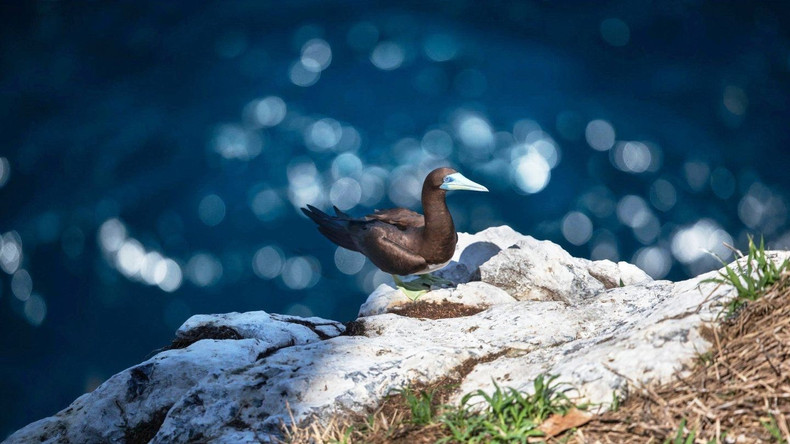 Unlike other well-known tourist destinations, Hon Trung is a strictly protected ecological reserve, completely closed to public access. Both locals and visitors are prohibited from approaching the island. hontrung4.jpg