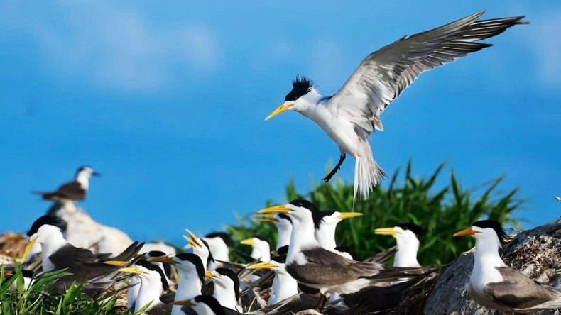 Hon Trung, a “no-go zone” for tourists, is in fact a “cradle of life” for tens of thousands of seabirds—a vivid testament to the tireless conservation efforts of Con Dao National Park. hontrung5.jpg