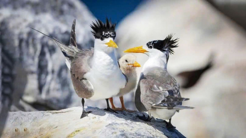 This seabird belongs to the Sula genus, and its Vietnamese name “chim dien” derives from the French word fou, used by early explorers who first identified the species. hontrung7.jpg