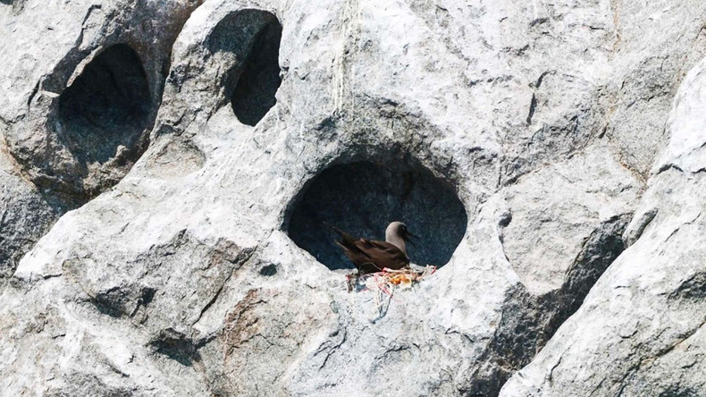 On the island, these birds nest freely in crevices scattered among the rocks, entirely unafraid, protected by the complete absence of human disturbance. hontrung8.jpg