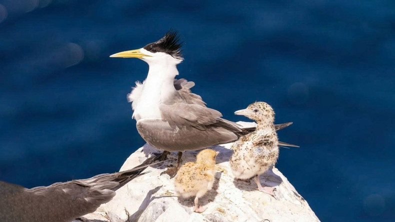 Among thousands of birds from five migratory seabird species nesting here, one stands out for its remarkable tameness: chim dien bung trang (Sula leucogaster). hontrung6.jpg