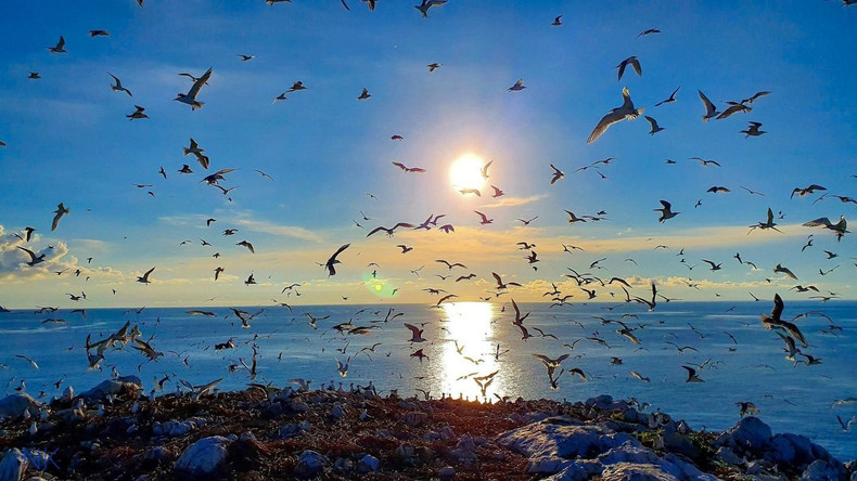 Thousands of birds soar through the sky, creating a breathtaking masterpiece of nature. hontrung2.jpg
