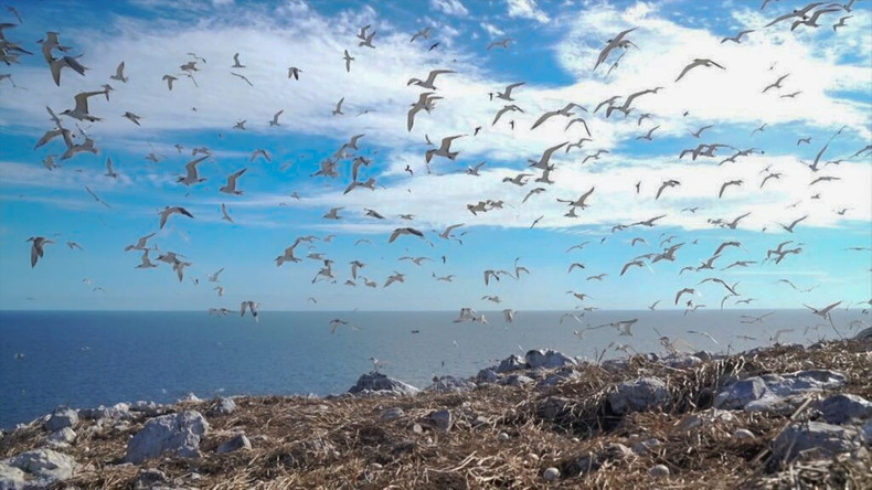 Covering nearly two hectares, the landing area on the summit of Hon Trung provides an ideal habitat for seabirds. Various species build their nests across the island and forage in the surrounding waters. hontrung3.jpg