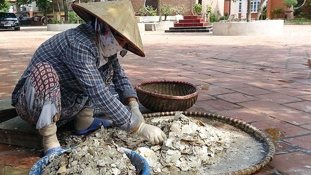 Diep (scallop) shells are processed to make powder. (Photo: LE BICH)