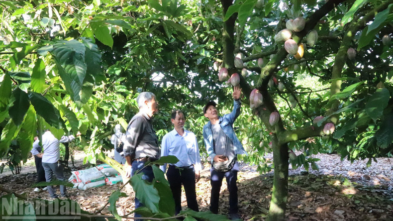 Dak Lak is steadily moving toward the goal of a green, organic, circular, transparent, and sustainable agricultural economy.