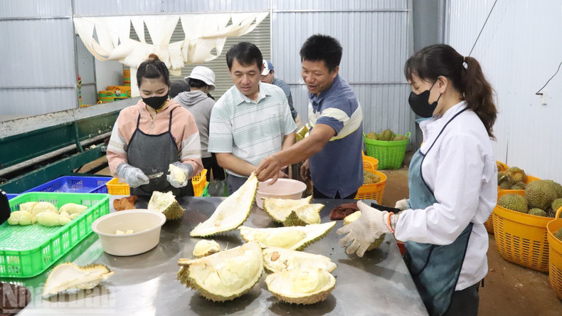 The agricultural sector serves as a stabilising pillar, sustaining growth momentum and expanding the economic scale of Dak Lak Province.