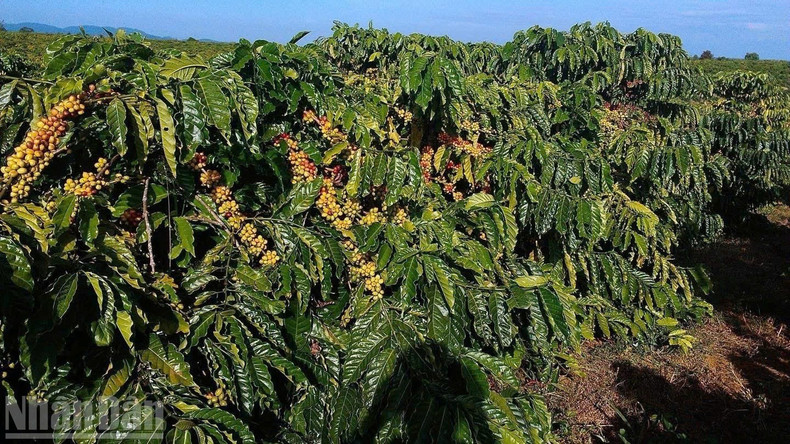 Dak Lak is the &quot;coffee capital&quot; of Viet Nam.