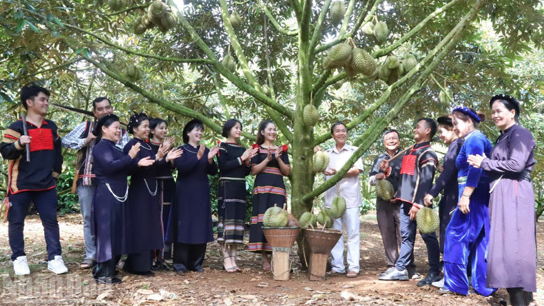 Growing durian has helped thousands of households in Dak Lak become millionaires and billionaires.